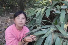棕树叶除了包粽子外，还有很多用处，听完农村姑娘的介绍你就懂了