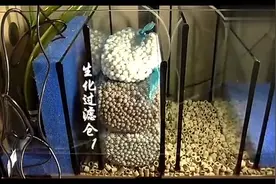 鱼缸过滤DIY：教你如何布置底滤缸滤材，太美观了视频封面
