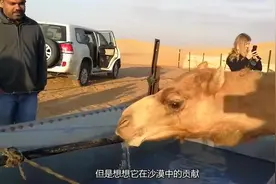 骆驼从沙漠中归来很饥渴，主人安排它喝水，骆驼一下子喝了18公斤视频封面