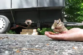 看看这只小松鼠的嘴里能藏下多少颗坚果！