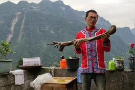 下山桩为啥始终不来芽，农村小伙是这样处理的，一般都会来芽！视频封面