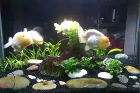 纯白色兰寿金鱼，观赏鱼中的“大白”，鱼友还在鱼缸养水草视频封面