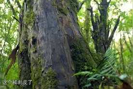 凡人凡事守护出产天然抗癌醇树种——红豆杉视频封面