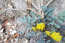 悬崖上生长的抗癌草药岩黄连，1000元一斤都没有人采摘，太危险了