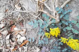 悬崖上生长的抗癌草药岩黄连，1000元一斤都没有人采摘，太危险了视频封面