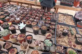 朋友用纯沙养水泡多肉，仿野生环境，能活下来的都是精品！视频封面