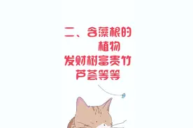 对猫有毒的这些植物，不能让猫碰！视频封面