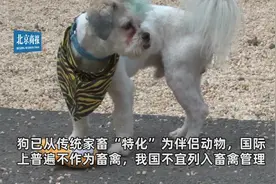 “可食用陆生动物名单”征求意见：狗为伴侣动物拟禁食视频封面