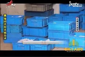 龟的养殖4：孵化期间管理，需要把控好温度和湿度，对光照无要求视频封面