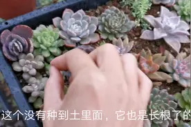 新手种植多肉，适合种砍头苗吗，用什么土种砍头苗比较好视频封面