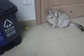 猫咪爱上玩乒乓球以后会发生哪些有趣的事情？喵：不想恋爱！视频封面