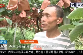 邛崃：猕猴桃套上“防晒”袋，反而长出“满脸斑”，果农很绝望视频封面