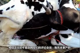 奶牛就是牛，自己喝自己的奶，然后再产奶，完全自给自足了视频封面