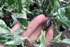 向往的生活   与你 不一样的生活方式