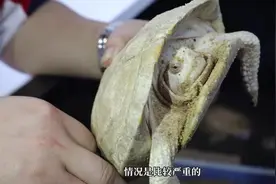 兄弟的白化巴西生病了，治好就拿它龟苗，治不好就拿龟壳视频封面