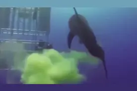 涨姿势了，原来动物是这样放屁的，蛇和鲨简直笑屎