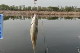 野钓山东济南龙湖湿地！新漂胜利“开光”啦。猜我钓了几个鱼？视频封面