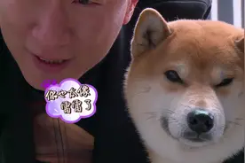 极限挑战-萌宠大作战黄渤孙红雷相互撞脸本命汪星人