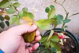 月季换盆后掉叶子怎么回事？遇到了不要慌，“对症下药”就好了