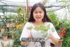 夏天暴晒都不死的太阳花一不小心就成花海  这样操作一盆变三盆视频封面