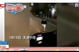 天津：奔跑吧 鸵鸟！大街上一只鸵鸟一路狂奔身姿矫健，惊呆路人视频封面