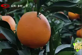 因为出众的品质，有了漂亮的名字——中国国家地理标志产品视频封面