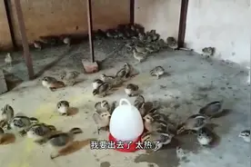 农村小伙在山里养鸡，鸡仔脱温的第十天，看看养鸡每天要注意什么视频封面