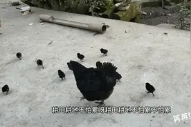 四川农村:有只小鸡走丢了，看看它是怎么找到鸡妈妈和其他小鸡的
