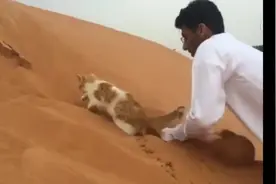 喵星人：为什么会越挖越后退呢，总有刁民想害朕