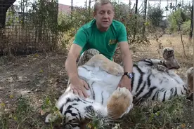 战斗民族的老虎，这只老虎是真信任这个人，孩子都让他碰视频封面