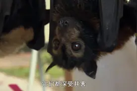自然界的恶魔：蜱虫一旦吸附到蝙蝠身上，会注射使蝙蝠瘫痪的毒素视频封面
