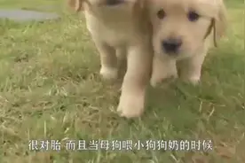 狗狗只生了一个娃，吃奶的样子超嘚瑟，这就是独生子的优势！视频封面