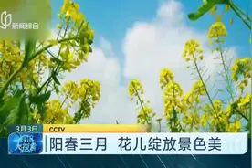 阳春三月，各地春意盎然！重庆油菜花开，天蓝花黄好一幅美丽画卷视频封面