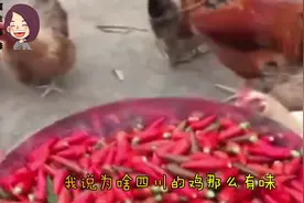 鸡吃辣椒，提前入味，重庆辣子鸡。