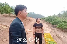 四川种植技术员，广西釆姐李子好漂亮，什么李子又脆又好吃？视频封面