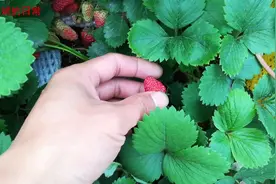 种植草莓 自己种的草莓为什么红了还是很酸 这些小细节你试过吗？视频封面