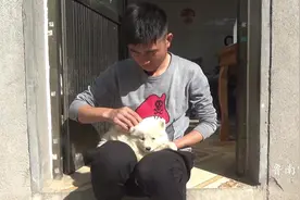 有人说狗市买的狗是星期狗，萨摩耶来我家十天了，安全了吗视频封面