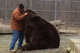 科迪亚克棕熊和人的体型对比