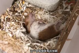 老年仓鼠呼吸急促，腿不停抽搐， 这难道病危？看完主人哭笑不得