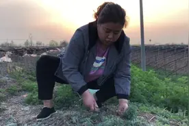 这种野菜在农村叫护肝王，味道独特，爱喝酒的朋友快来看看吧！