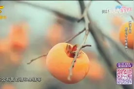 超级点子王：柿饼白霜竟能治疗口腔溃疡！产生条件居然这么苛刻视频封面