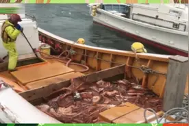 惊人的捕鱼巨章鱼技巧，陷阱捕捉大海中的大章鱼