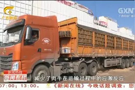 钦州口岸首批澳洲活牛进境视频封面