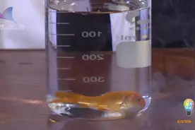 神奇！液氮低温冷冻金鱼死而复生！视频封面