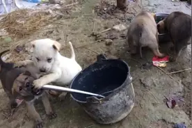 田园犬日记：狗狗吃饱了，把自己饭碗打翻。视频封面