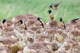 中国治理蝗虫招数，一个字：牛！视频封面