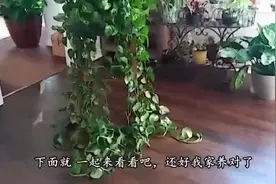 绿萝是土培好还是水培好？还有很多人不清楚，还好我家养对了！视频封面