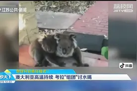 太热了！澳大利亚气温高达45.3℃，考拉受不了组团向路人讨水喝视频封面