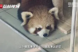重庆私立猫咖惊现小熊猫？林业局：正在核查视频封面