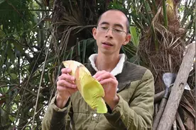农村3月份才有的菜果，长在树上名叫“棕包花”，用来做菜或生吃视频封面